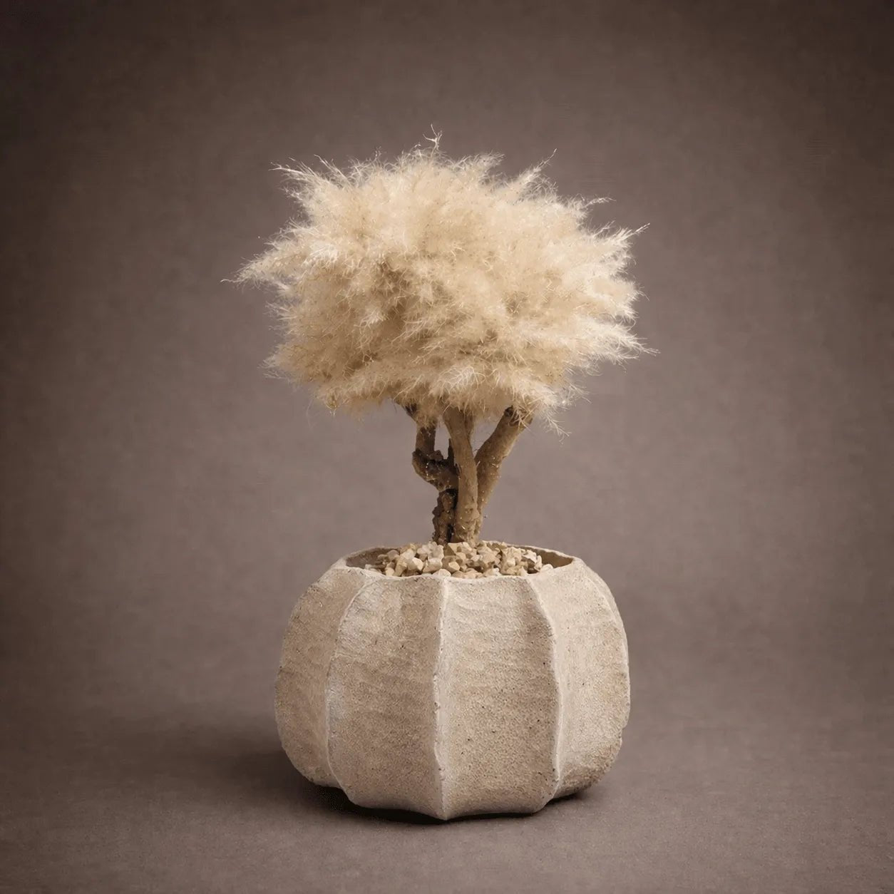 PUMPKING BONSAI - PAMPASKONING