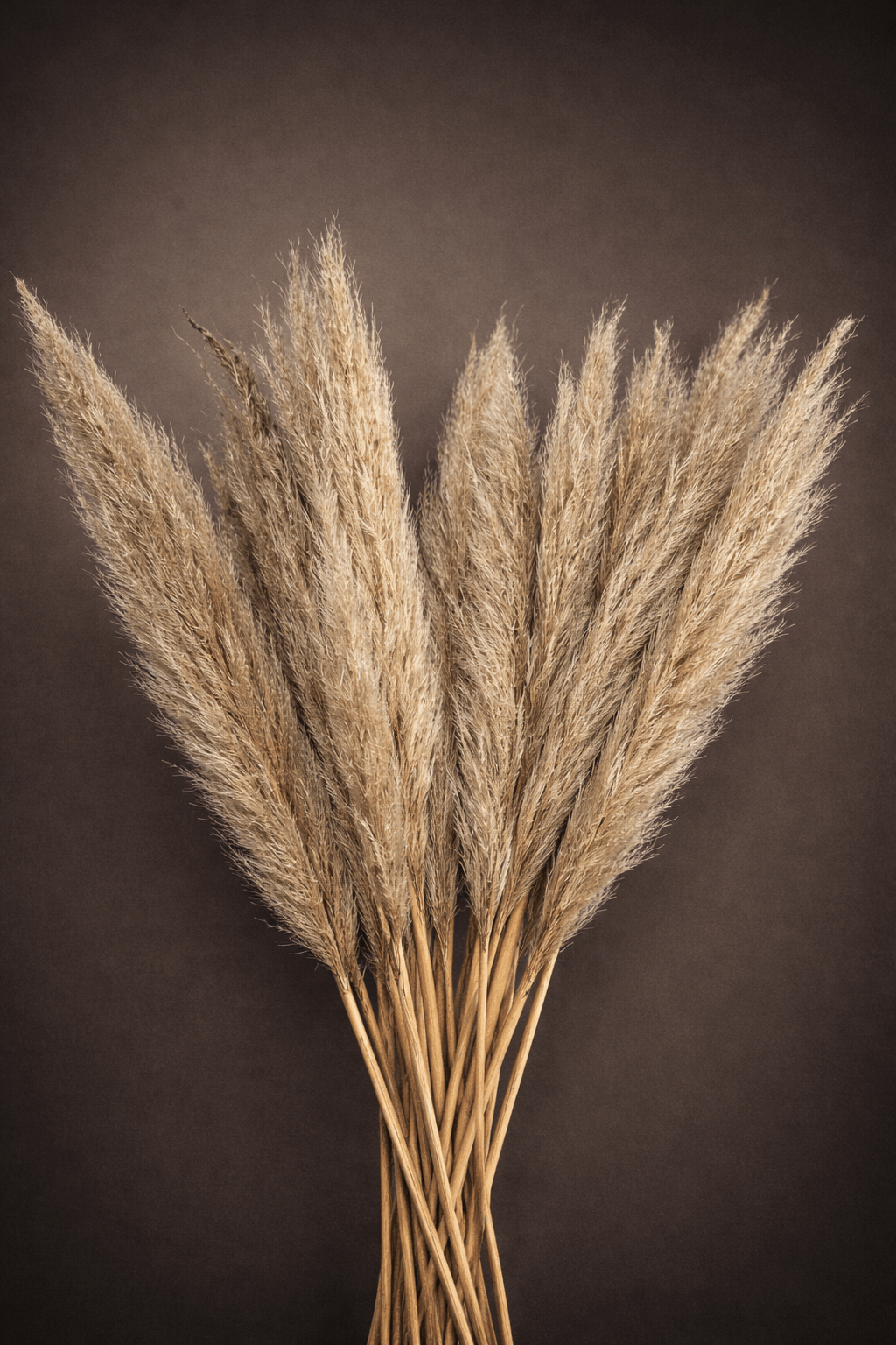 RAW PAMPAS - BULK FOR ARRANGEMENTS - PAMPASKONING