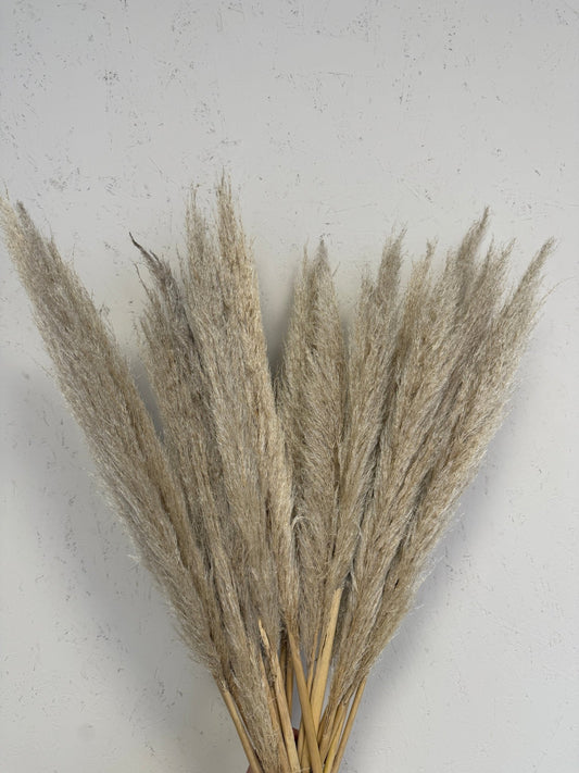 RAW PAMPAS - pampas grass for arrangements and bouquets - PAMPASKONING