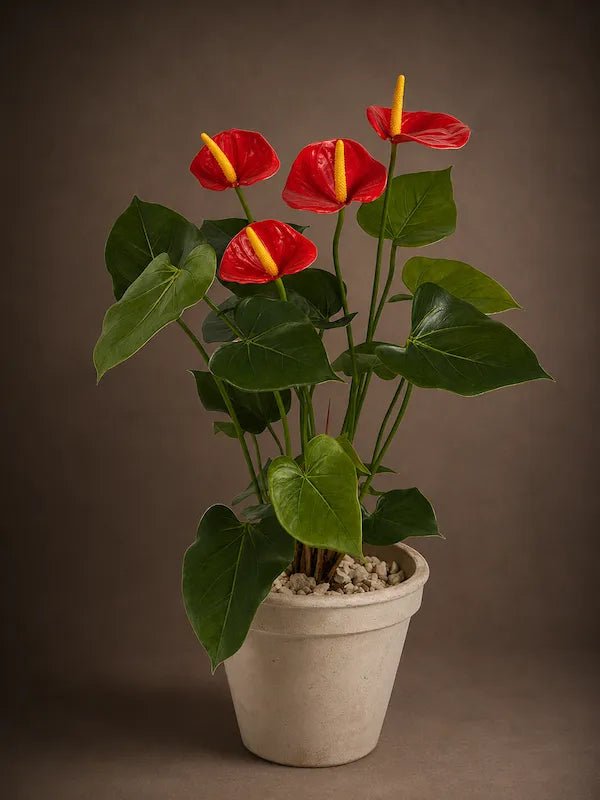 RED ANTHURIUM PLANT - PAMPASKONING
