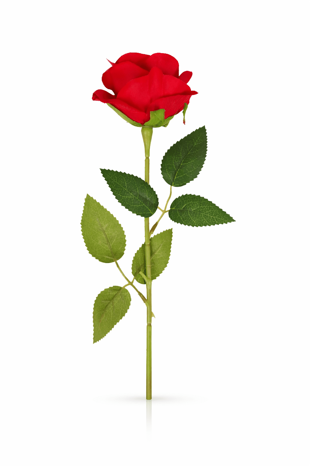 RED ROSE - PAMPASKONING