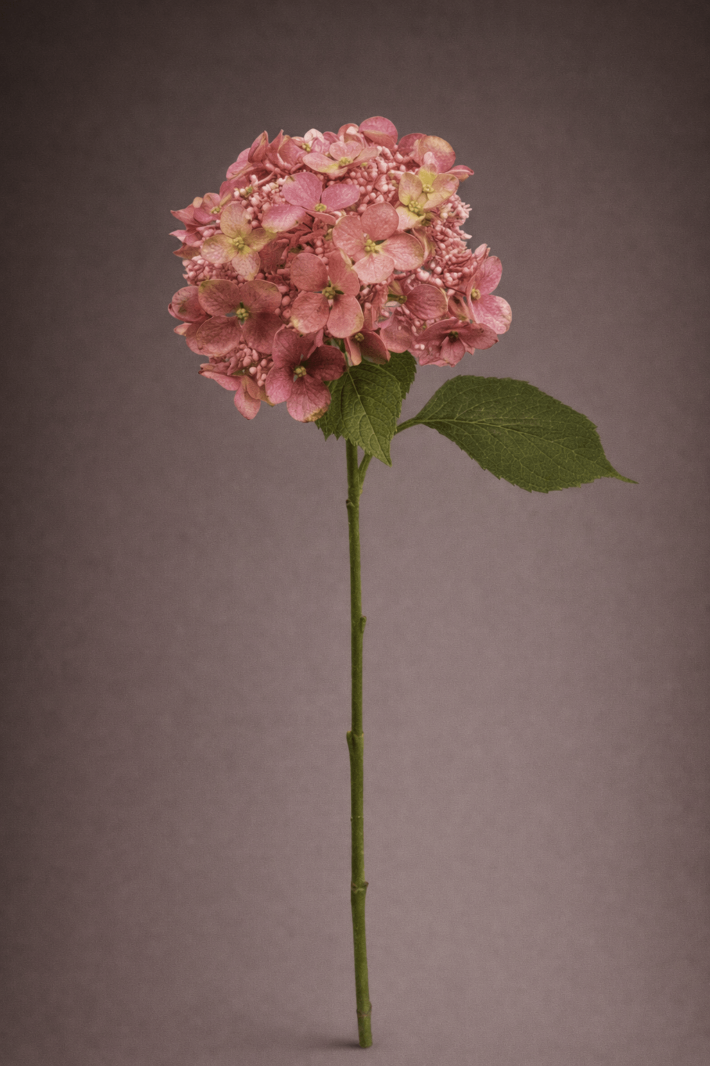 SILK PINK HYDRANGEA - PAMPASKONING