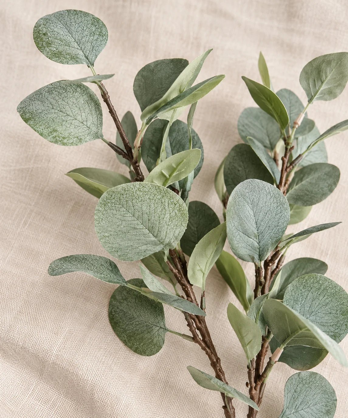 SILVER DOLLAR EUCALYPTUS - PAMPASKONING