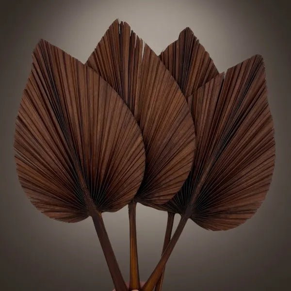WALNUT PALM SPEARS - PAMPASKONING