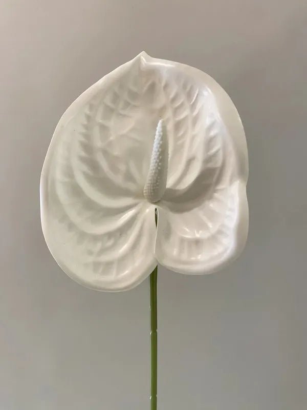 WHITE ANTHURIUM - PAMPASKONING