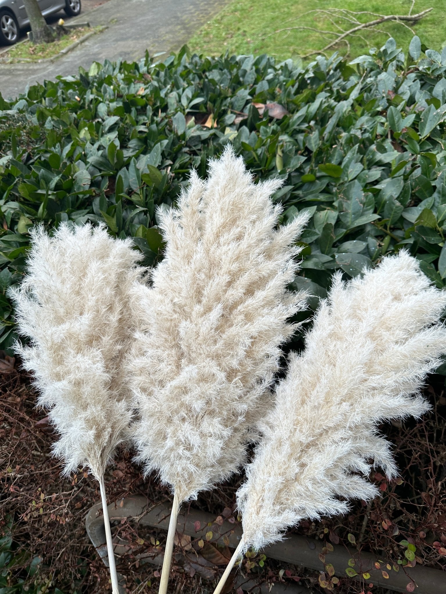 CLOUDY WHITE - PAMPAS GRASS - HOME DECORATION - BEIGE INTERIOR