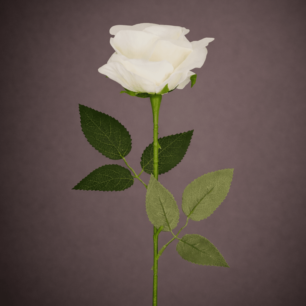 WHITE ROSE - PAMPASKONING